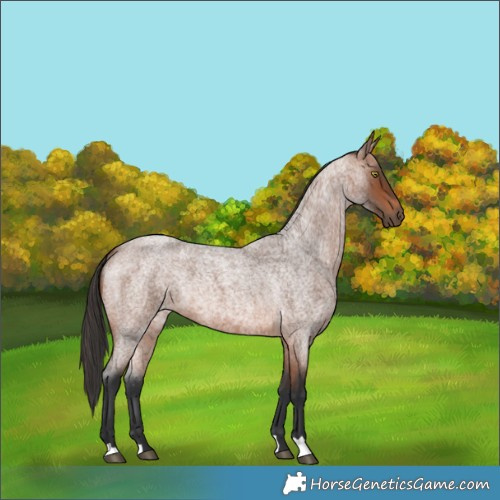 Horse Color:Bay Roan 