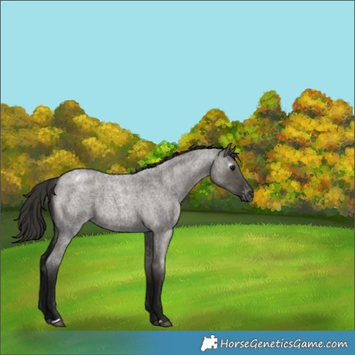 Horse Color:Gray Smoky Grullo Roan Appaloosa 