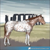 Horse Color:Chestnut Ice Tobiano Appaloosa Rabicano