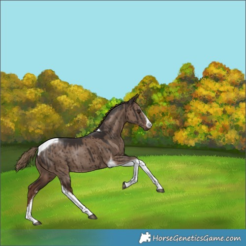 Horse Color:White Spotted Liver Red Dun Tobiano Rabicano Brindle