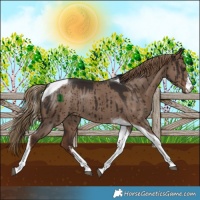Horse Color:White Spotted Liver Red Dun Tobiano Rabicano Brindle