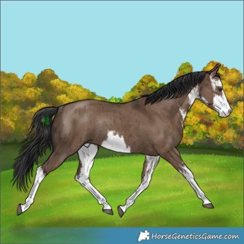Horse Color:White Spotted Liver Red Dun Rabicano Brindle 