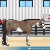 Horse Color:White Spotted Liver Red Dun Rabicano Brindle