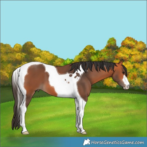 Horse Color:Bay Tobiano 