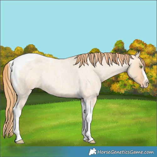Horse Color:Gold Champagne Roan Dun Splash Tobiano Frame Appaloosa Rabicano 