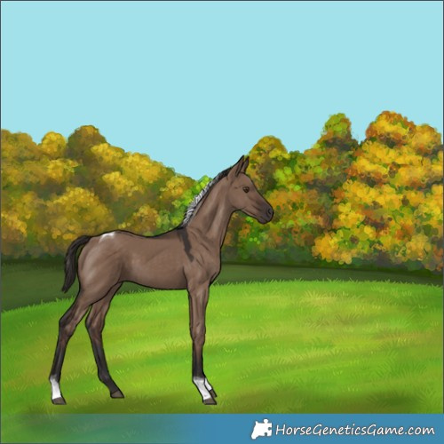 Horse Color:Liver Red Dun Tobiano Rabicano 