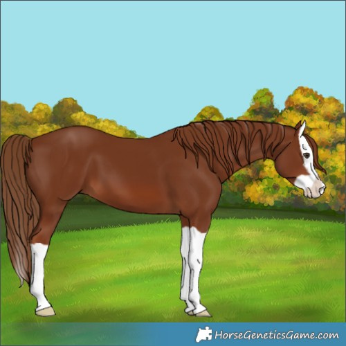 Horse Color:Chestnut Splash 