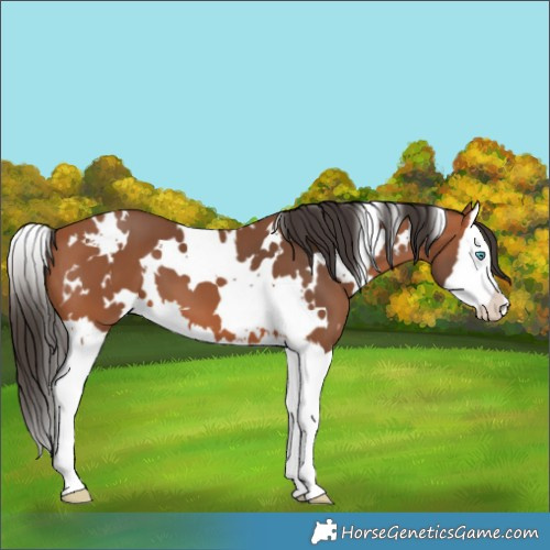 Horse Color:White Spotted Bay Splash 