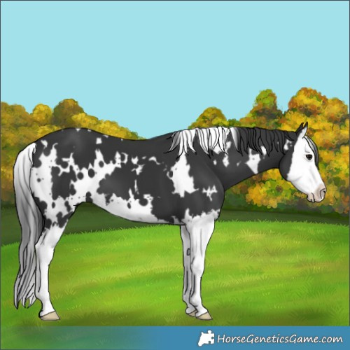 Horse Color:White Spotted Black Splash 