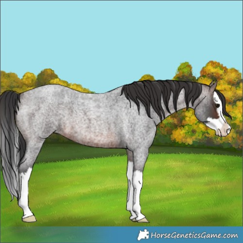 Horse Color:Brown Roan Splash 