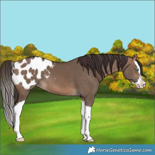 Horse Color:Brown Dun Splash Appaloosa 