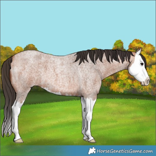 Horse Color:Bay Roan Splash 