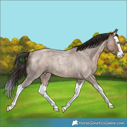 Horse Color:Liver Red Dun Roan Splash Rabicano 