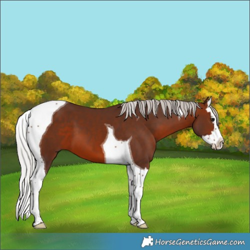 Horse Color:Silver Brown Splash Tobiano 