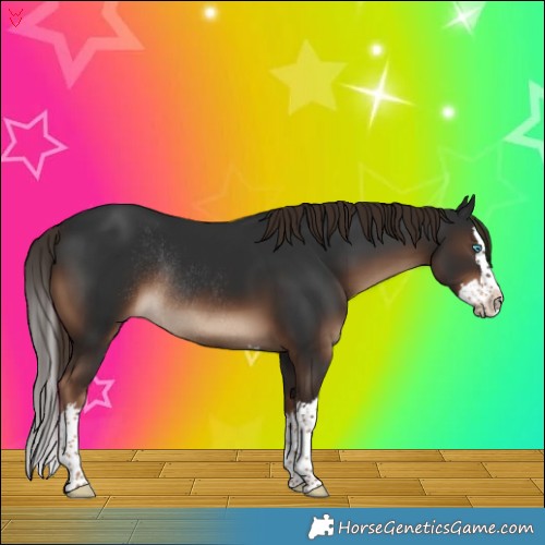 Horse Color:Liver Chestnut Splash Rabicano 