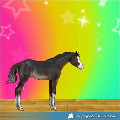 Horse Color:Liver Chestnut Splash Rabicano 