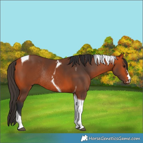 Horse Color:Bay Tobiano Rabicano 