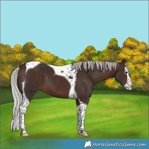 Horse Color:Silver Brown Splash Tobiano 