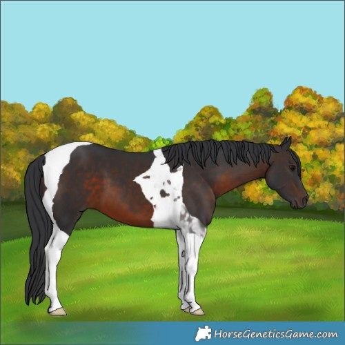 Horse Color:Brown Tobiano 