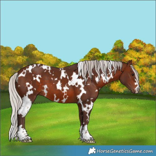 Horse Color:White Spotted Silver Brown 