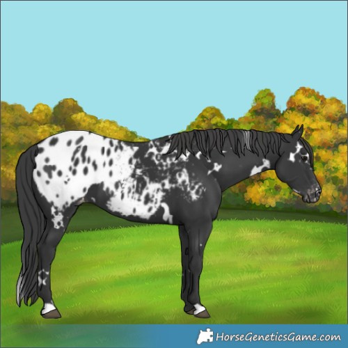 Horse Color:White Spotted Black Appaloosa 