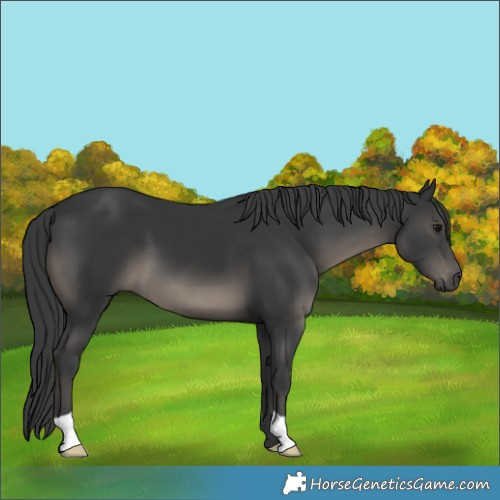 Horse Color:Black 