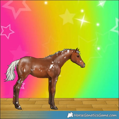 Horse Color:White Spotted Silver Bay 