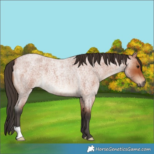 Horse Color:Bay Roan 