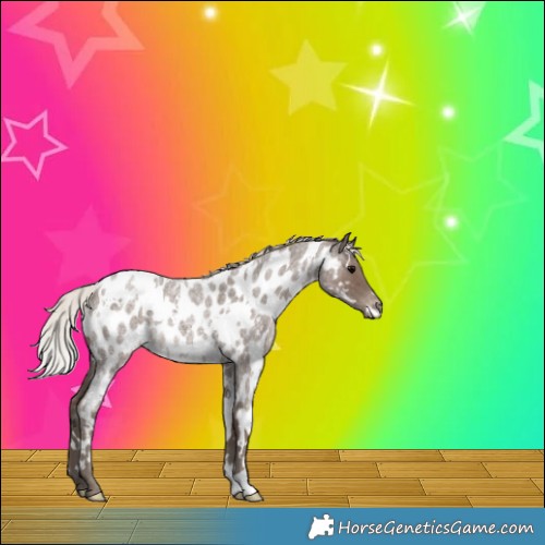 Horse Color:White Spotted Silver Blue Roan Appaloosa