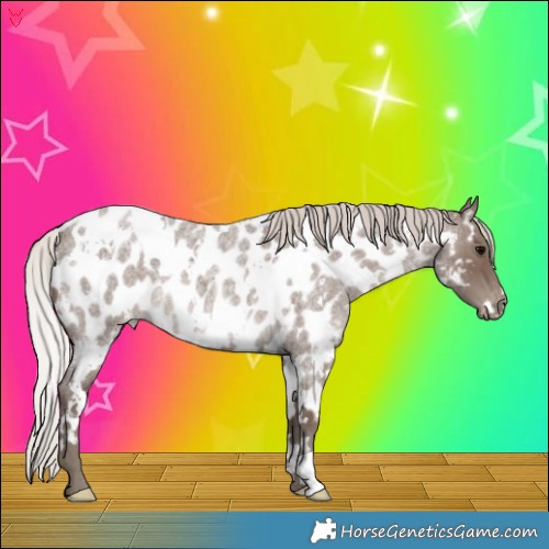Horse Color:White Spotted Silver Blue Roan Near Leopard 