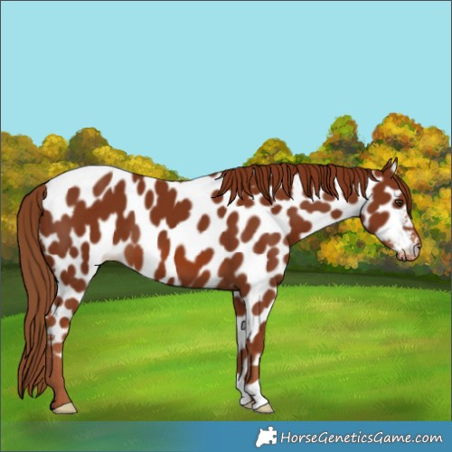 Horse Color:Chestnut Appaloosa 