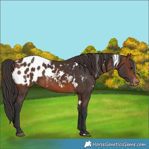 Horse Color:White Spotted Brown Appaloosa