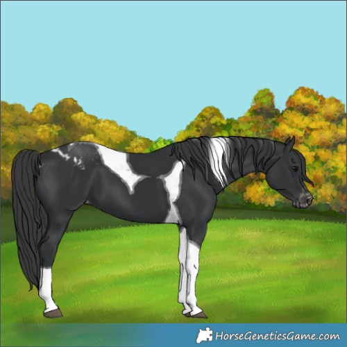 Horse Color:Black Tobiano Appaloosa 