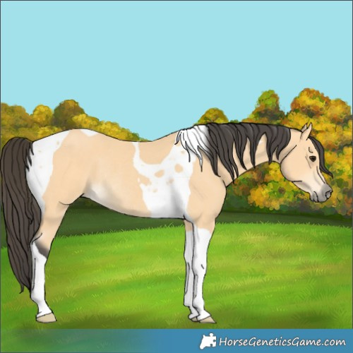Horse Color:Buckskin Tobiano Rabicano 