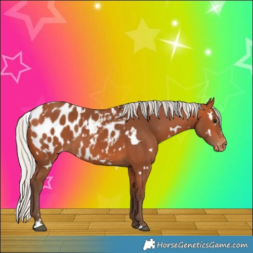 Horse Color:White Spotted Silver Bay Appaloosa