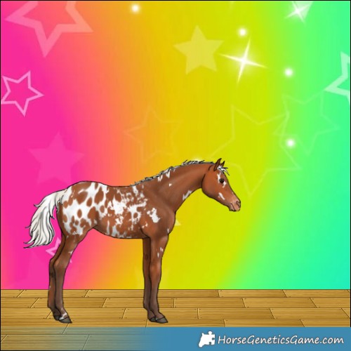 Horse Color:White Spotted Silver Bay Appaloosa 