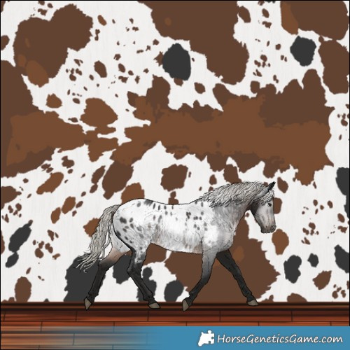 Horse Color:Gray Silver Brown Near Leopard Rabicano 