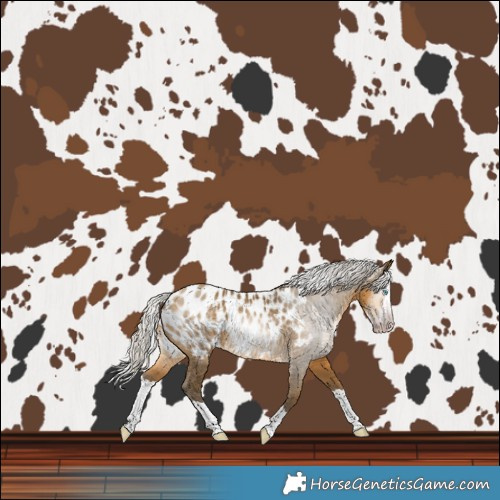 Horse Color:Gray Silver Sable Cream Champagne Splash Near Leopard Rabicano 