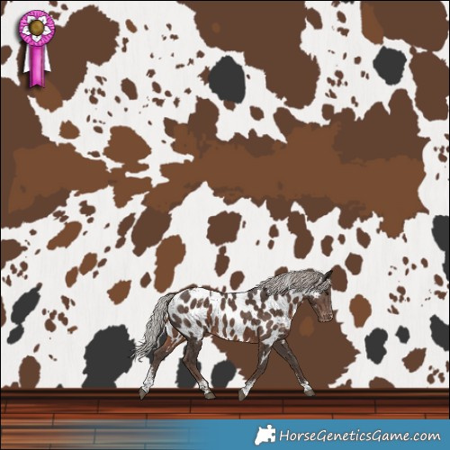 Horse Color:Powder White Silver Black Sabino Near Leopard Rabicano 