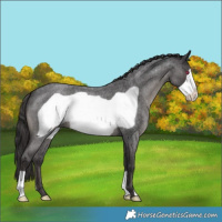 Horse Color:Smoky Blue Roan Frame