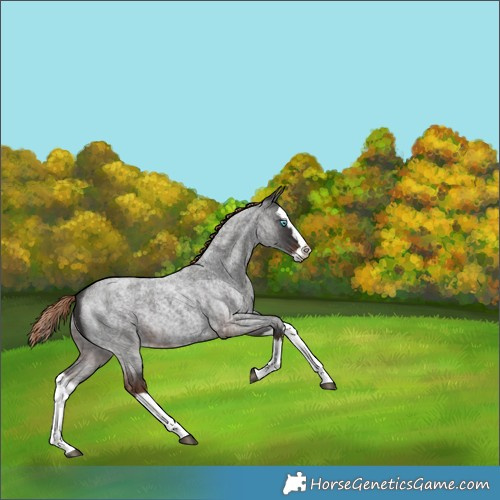 Horse Color:White Spotted Liver Red Roan Splash 