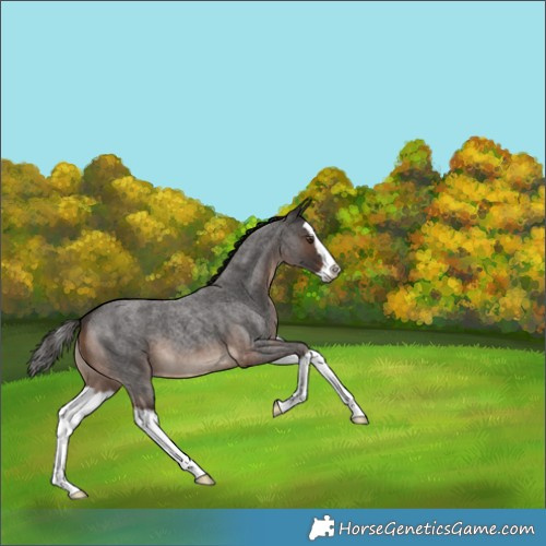 Horse Color:White Spotted Liver Red Roan Splash 