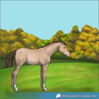 Horse Color:Amber Champagne Rabicano 