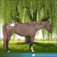 Horse Color:Liver Red Dun Varnish Brindle 