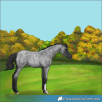 Horse Color:Blue Roan
