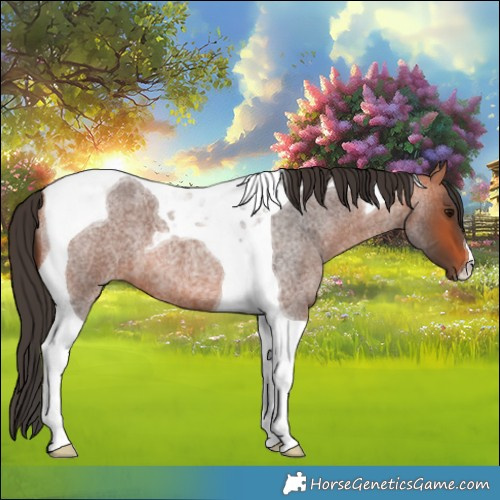 Horse Color:Bay Roan Tobiano 