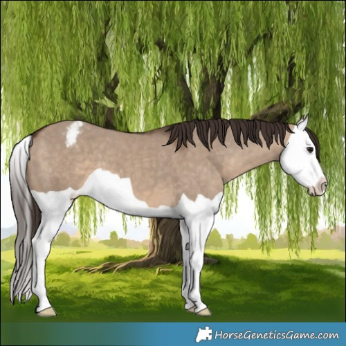Horse Color:Brown Dun Splash Appaloosa 