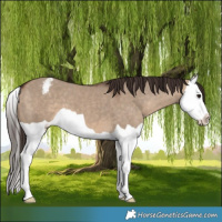 Horse Color:Brown Dun Splash Varnish 