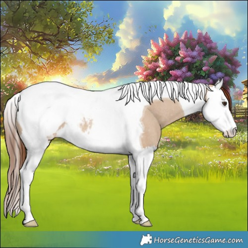 Horse Color:Red Dun Splash Tobiano Appaloosa Rabicano 