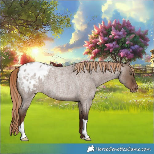 Horse Color:Liver Red Dun Roan Appaloosa Rabicano 